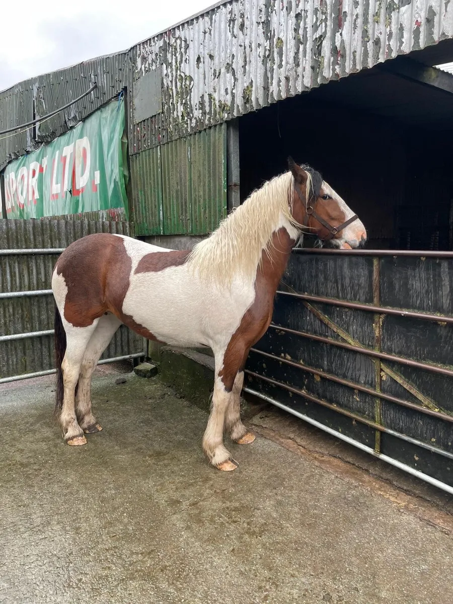 Horse - Image 1
