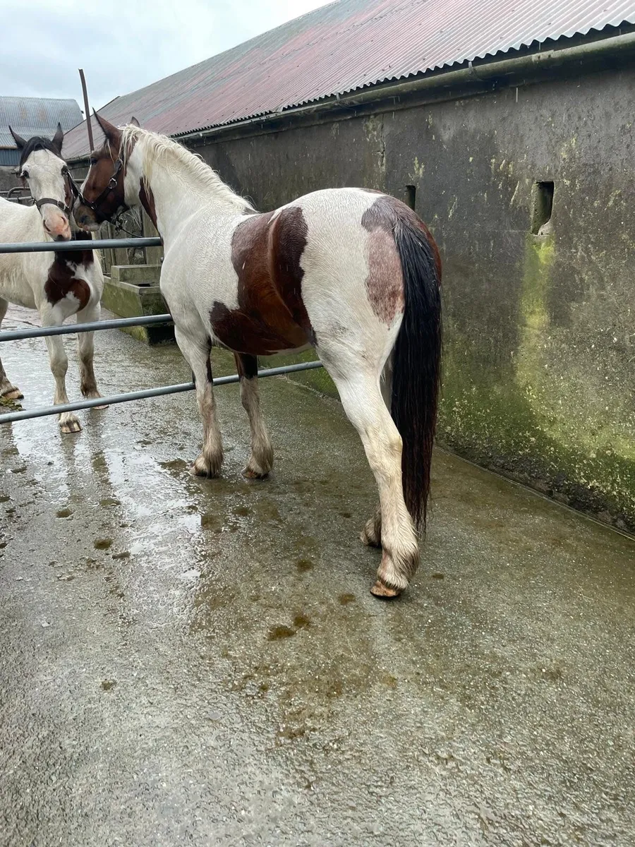 Horse - Image 2