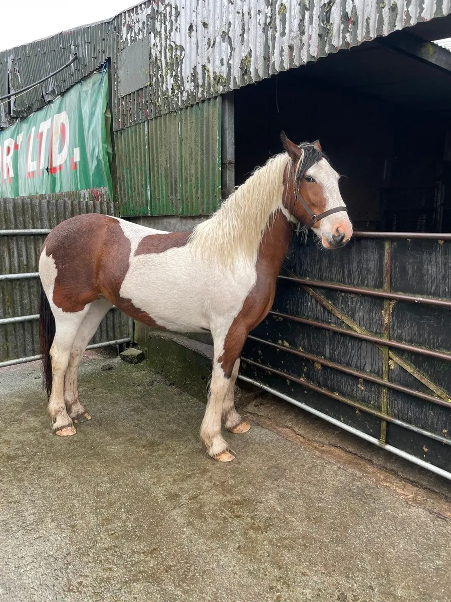 Horse - Image 4