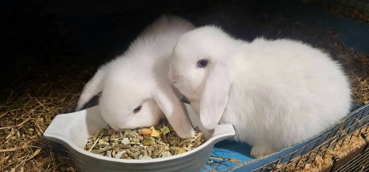 2 pure breed mini lops - Image 1
