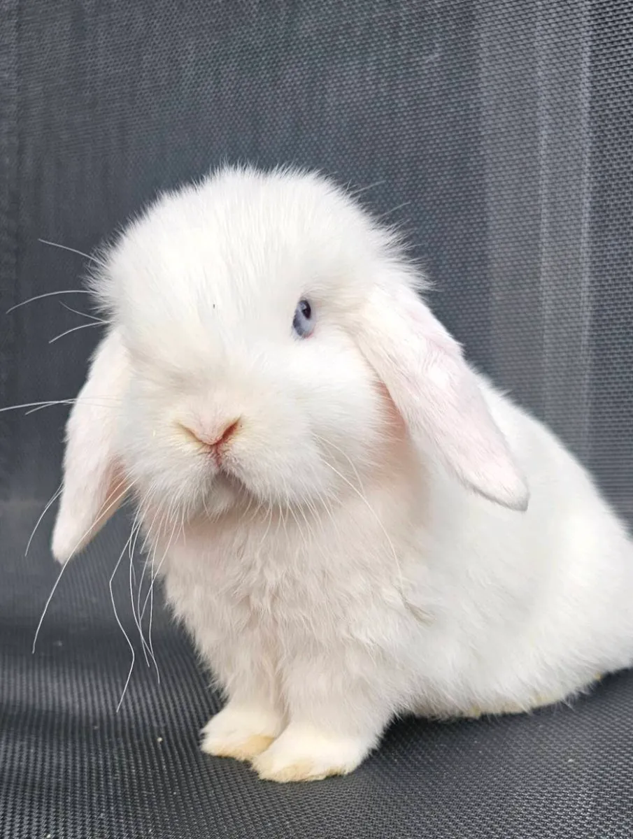2 pure breed mini lops - Image 2