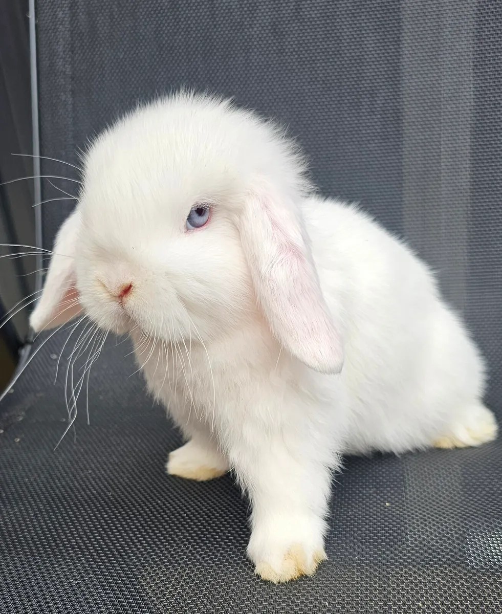 2 pure breed mini lops - Image 3