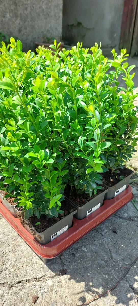 Box Hedging - Image 1