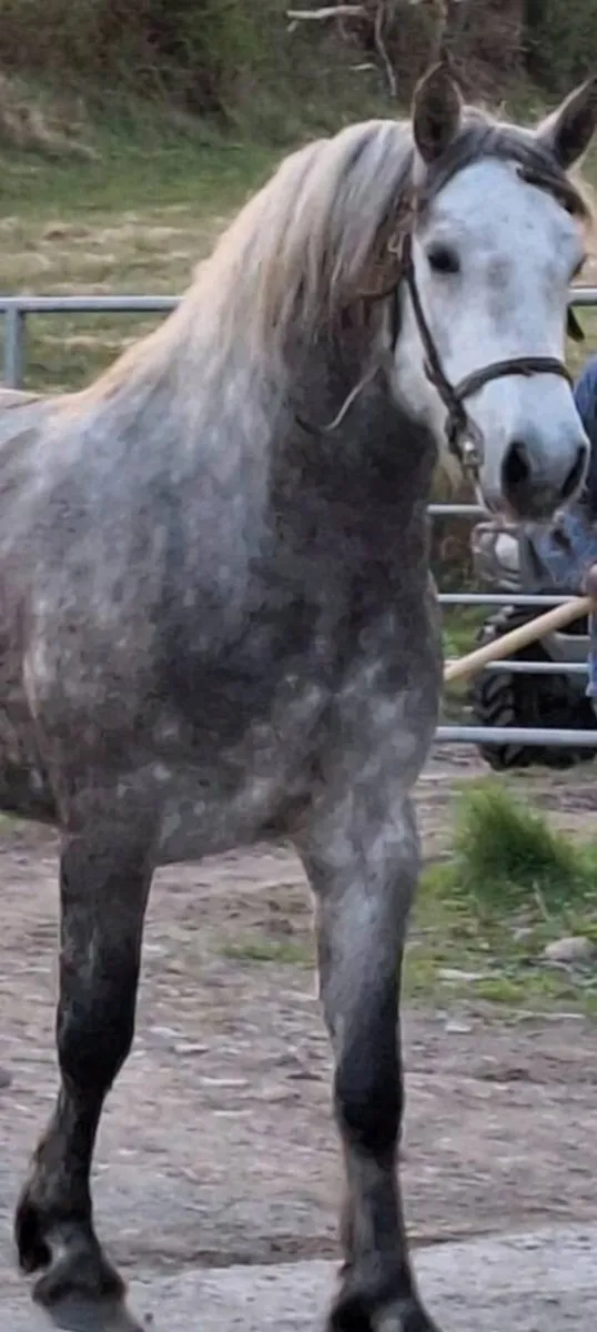 Connemara stallion class 1 for sale - Image 2