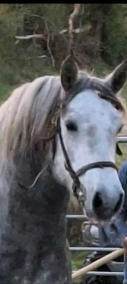 Connemara stallion class 1 for sale - Image 1