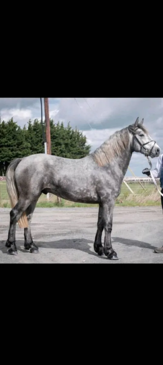 Connemara stallion class 1 for sale - Image 3