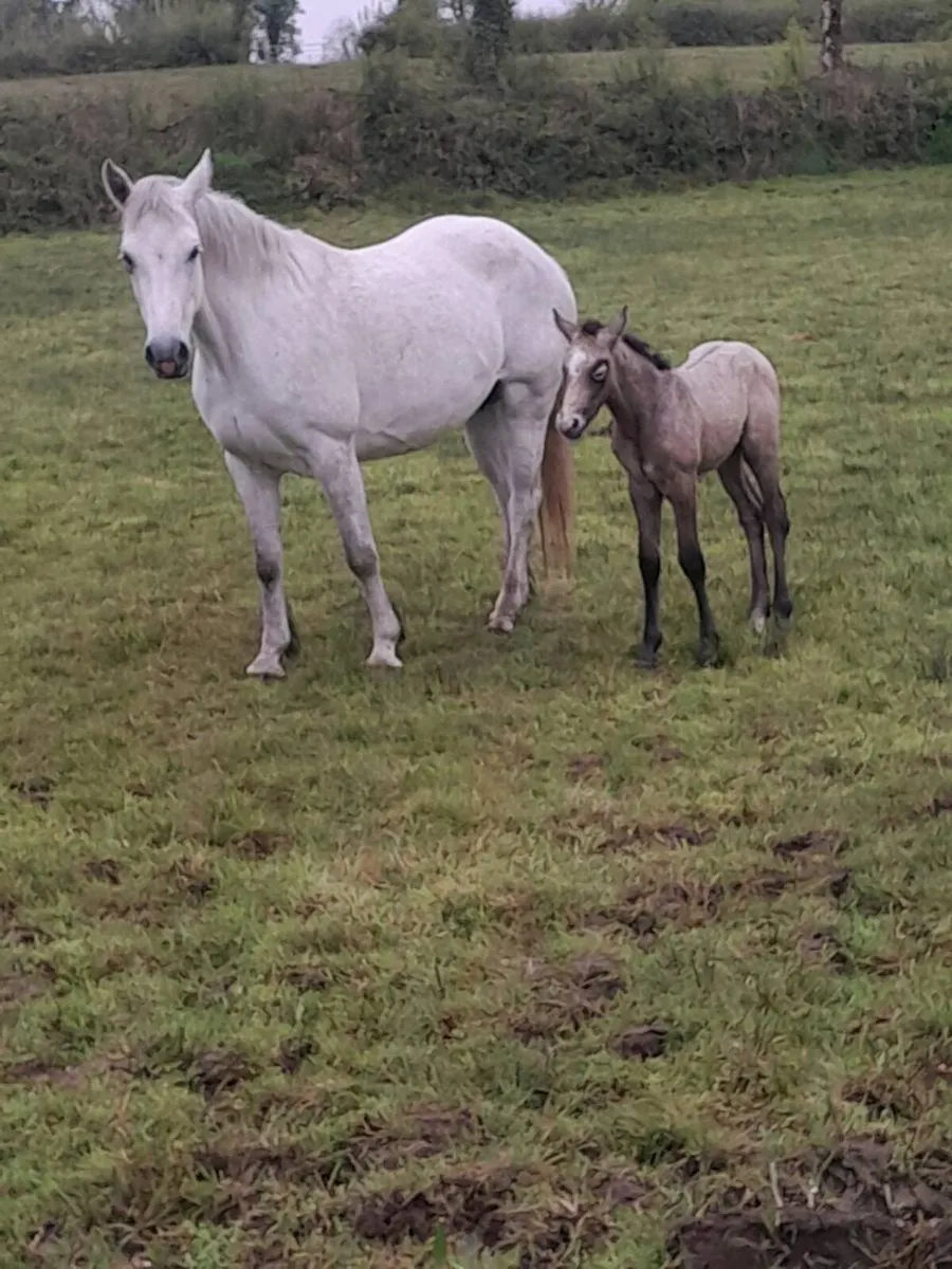Connemara stallion class 1 for sale - Image 4