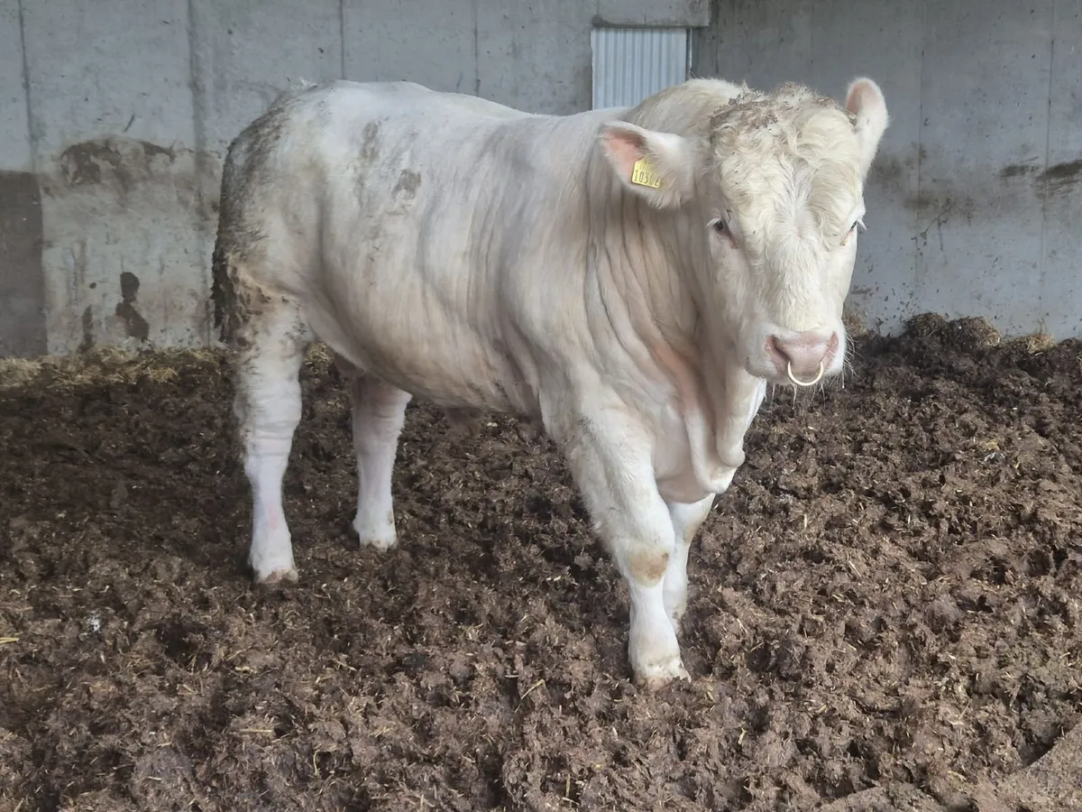 Quality 20 month Old Charolais Bull - Image 1