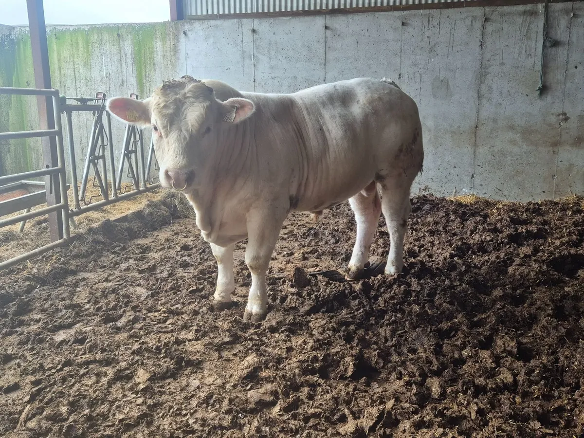 Quality 20 month Old Charolais Bull - Image 2