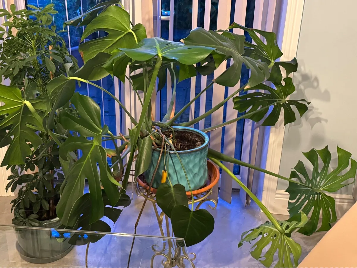 House plant - Image 1