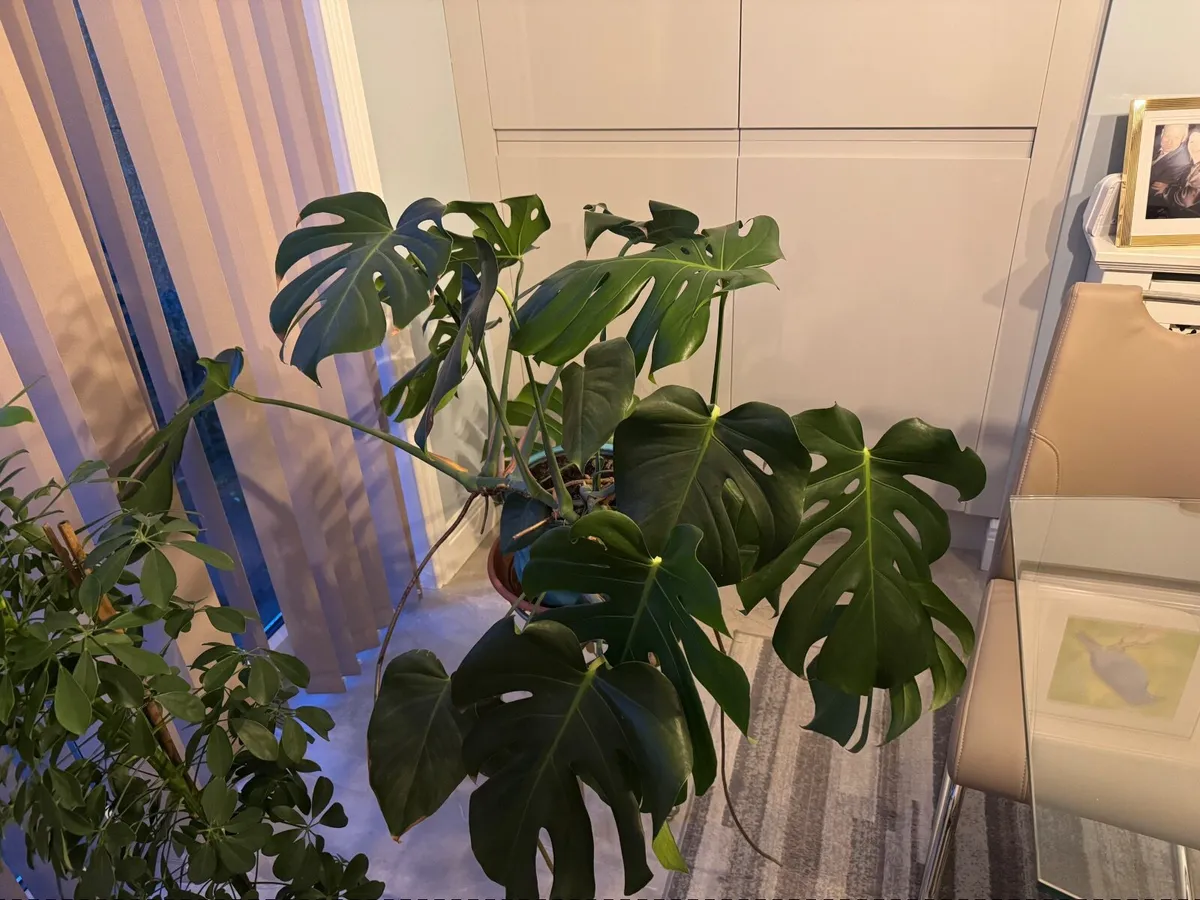 House plant - Image 2