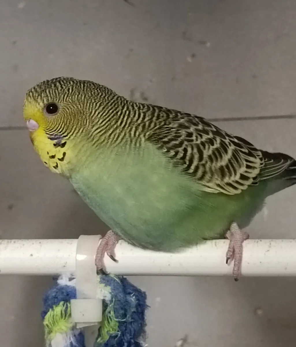 Budgie for sale - Image 1