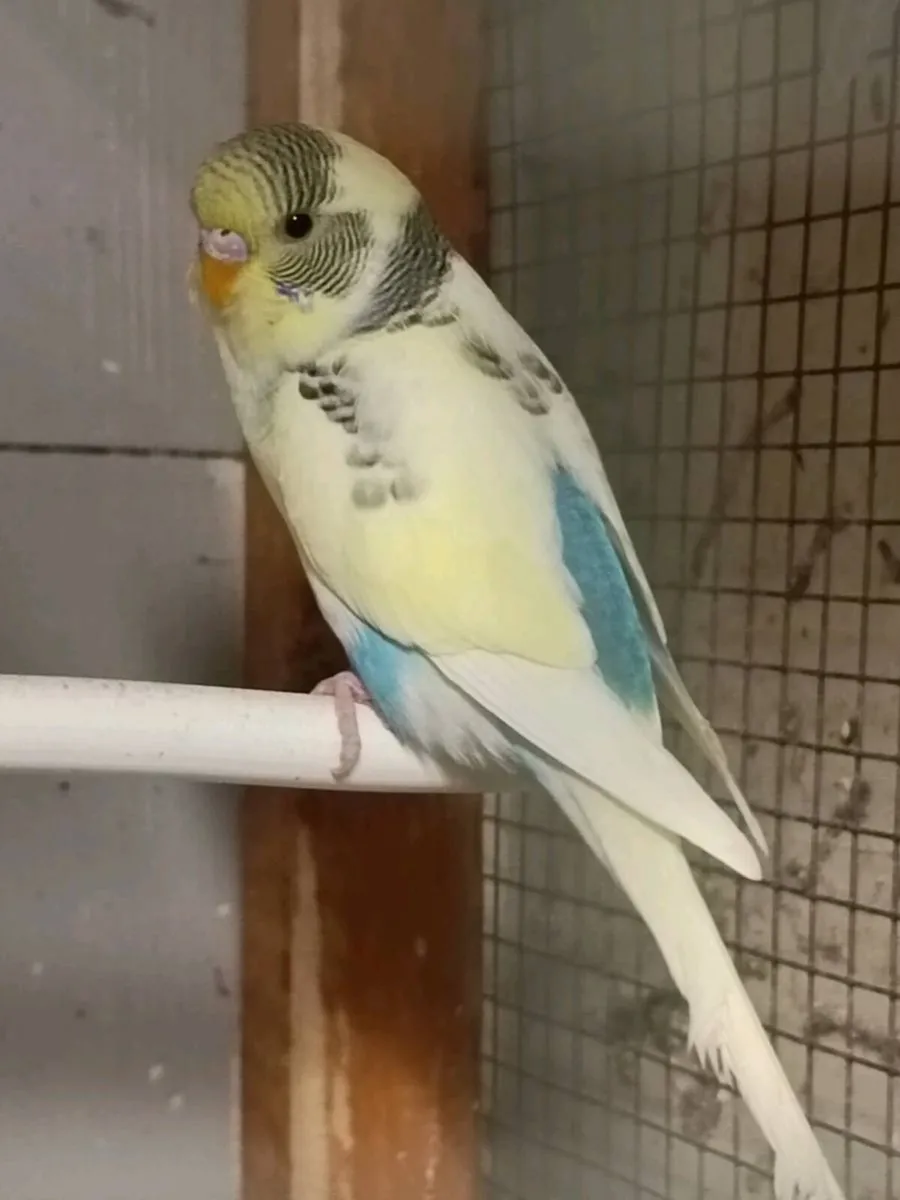 Budgie for sale - Image 2
