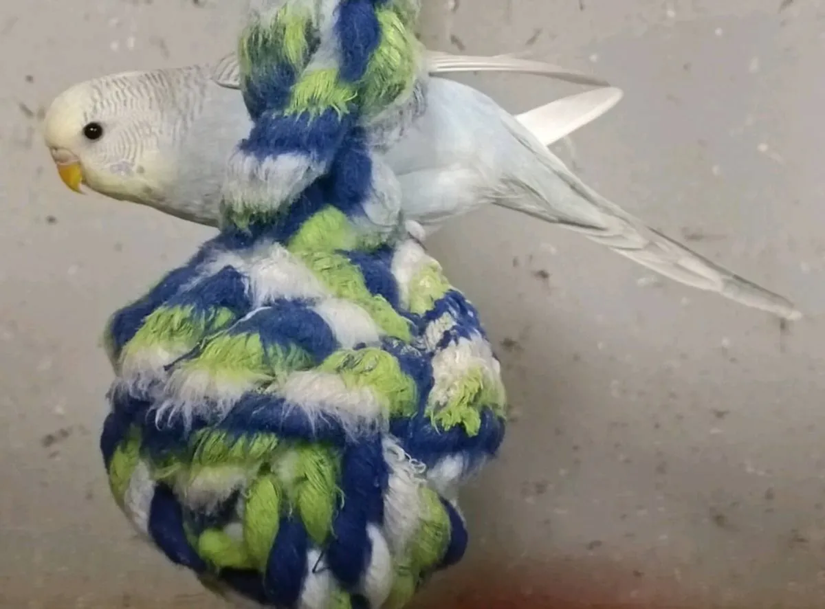 Budgie for sale - Image 3