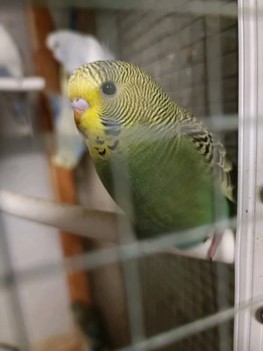 Budgie for sale - Image 4