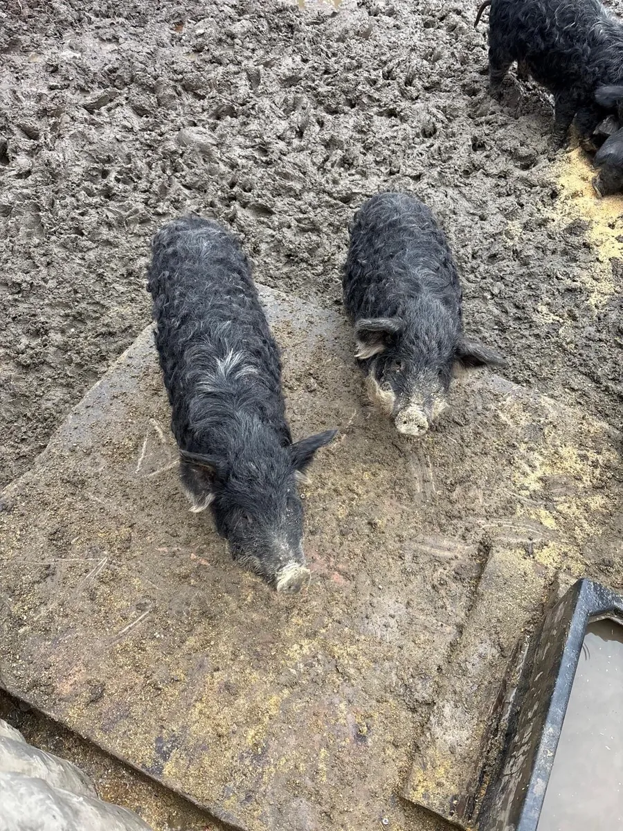 Purebred Mangaslista Gilts Pigs - Image 2