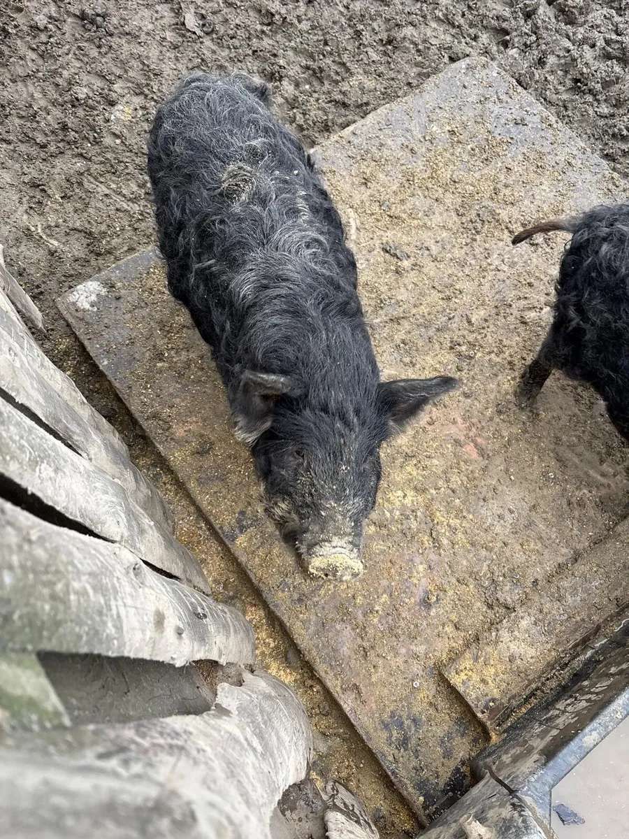 Purebred Mangaslista Gilts Pigs - Image 3