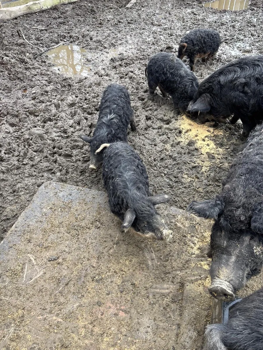 Purebred Mangaslista Gilts Pigs - Image 1