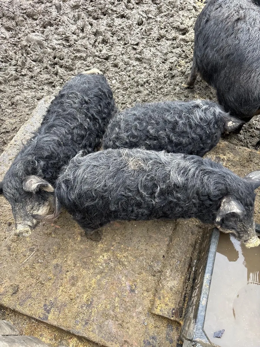Purebred Mangaslista Gilts Pigs - Image 4
