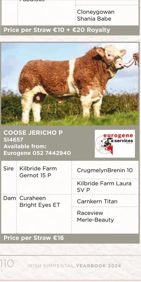 5 Simmental X heifers - Image 2