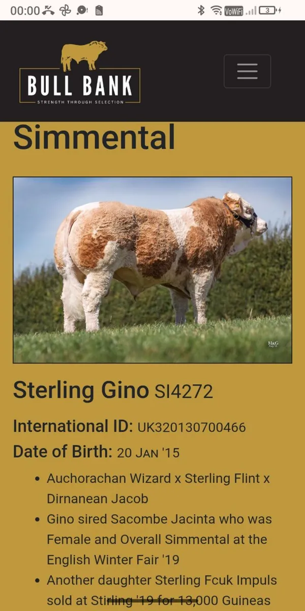 5 Simmental X heifers - Image 3