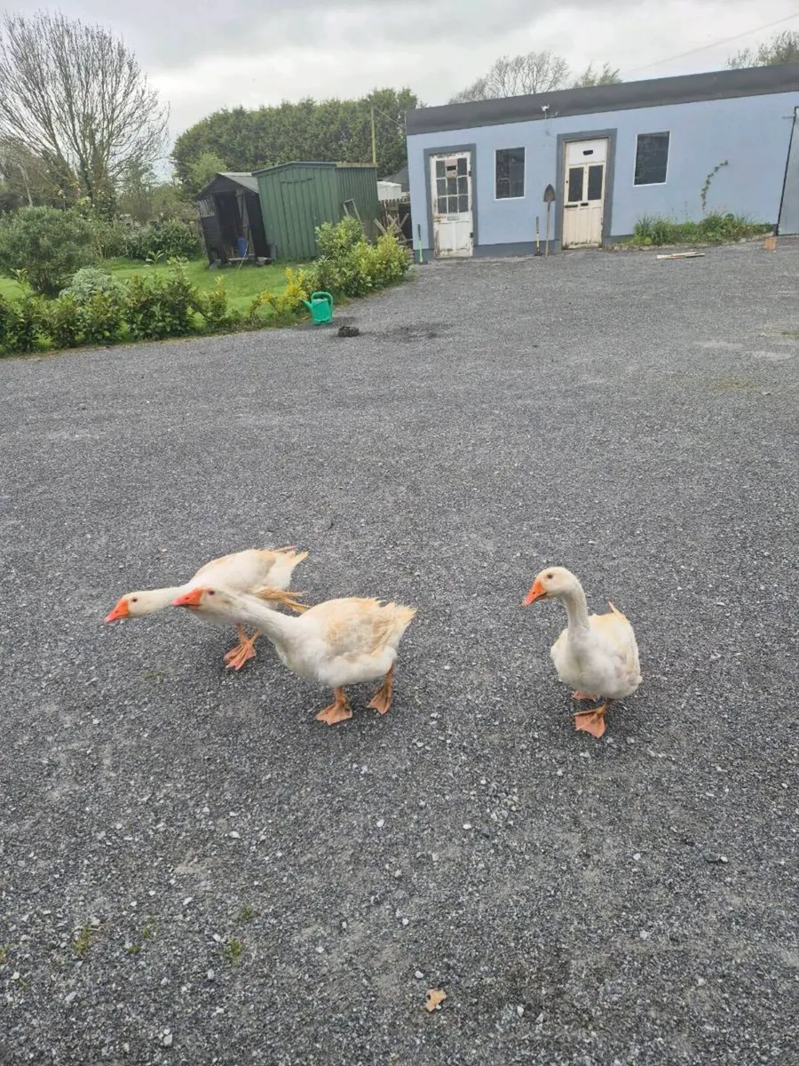 Geese - Image 1