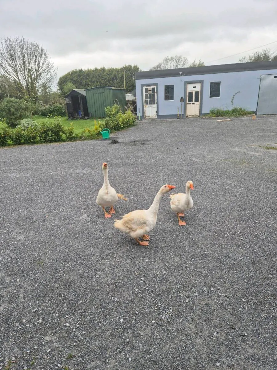 Geese - Image 2