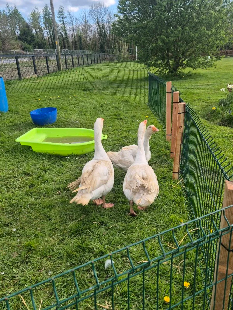 Geese - Image 3