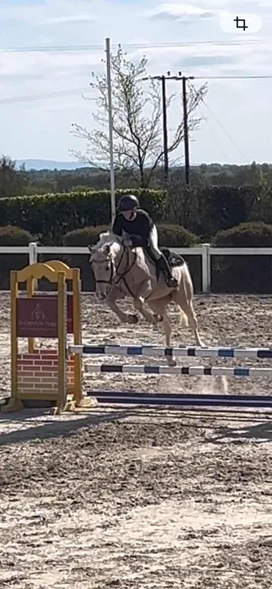 Eddie,6yo Lot 363 Goresbridge,May 7th… - Image 4