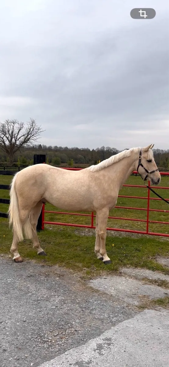 Eddie,6yo Lot 363 Goresbridge,May 7th… - Image 2