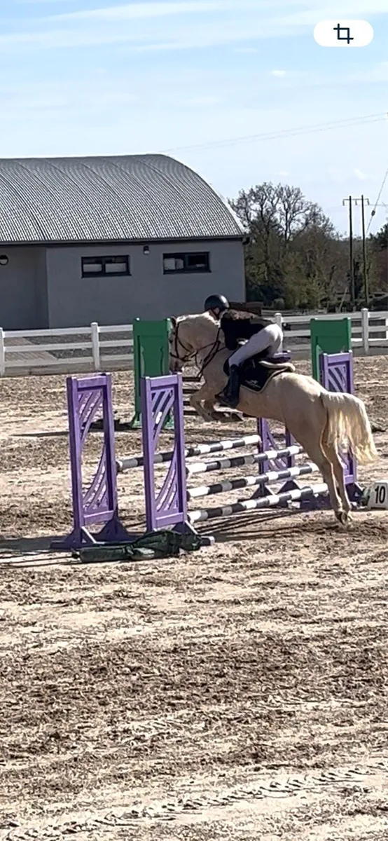 Eddie,6yo Lot 363 Goresbridge,May 7th… - Image 3
