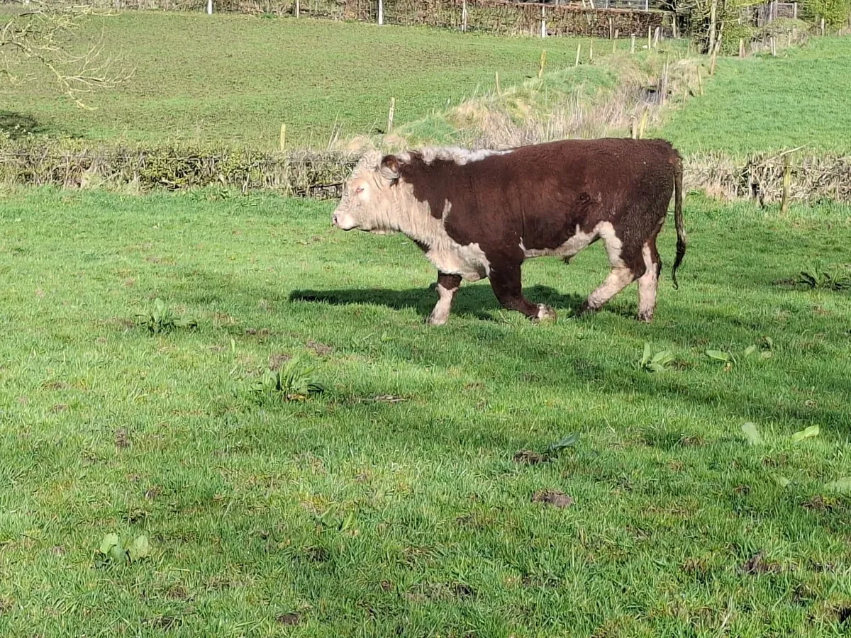 Hereford bulls for sale - Image 3