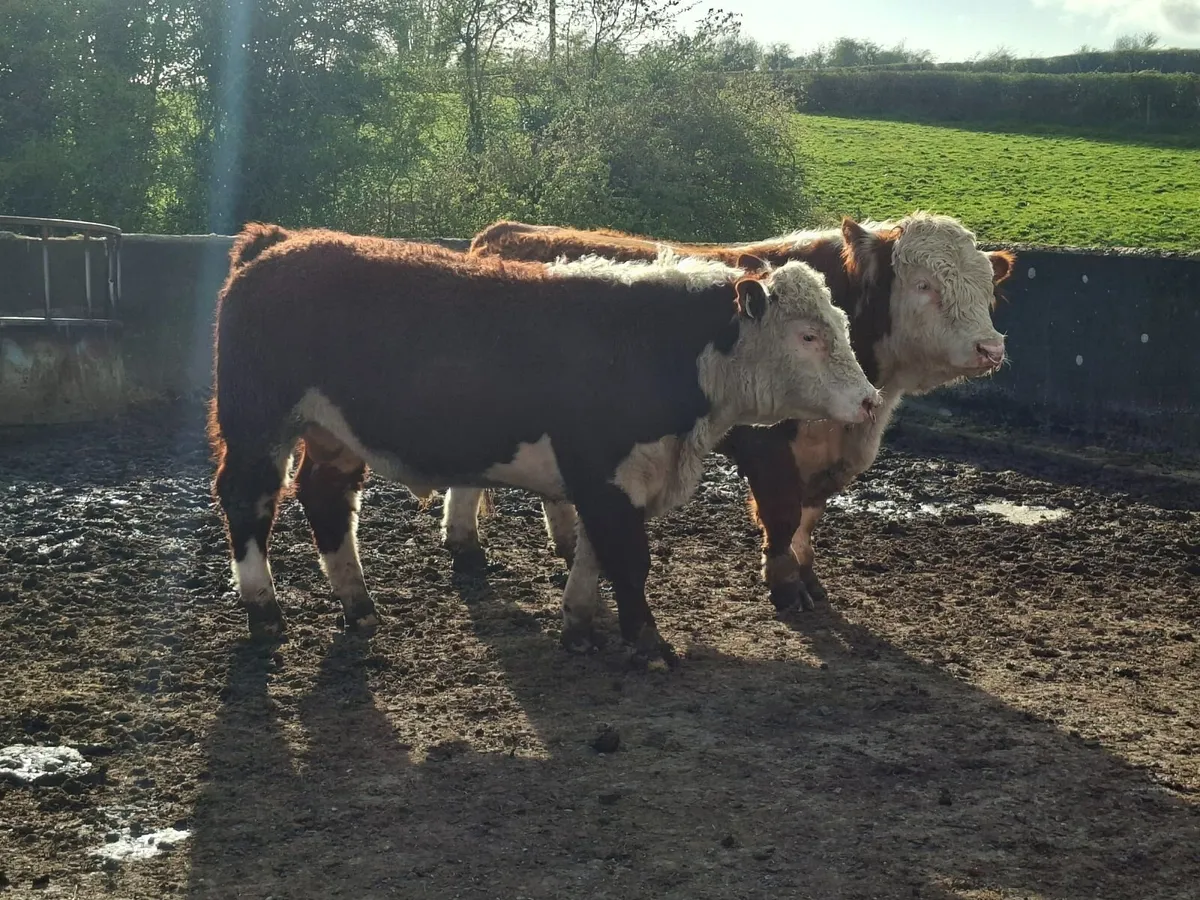 Hereford bulls for sale - Image 4