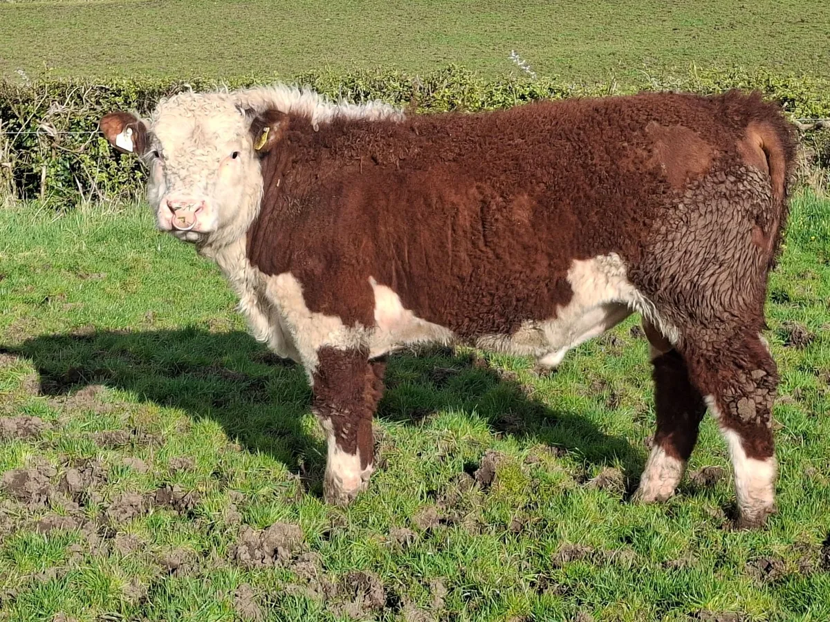 Hereford bulls for sale - Image 2