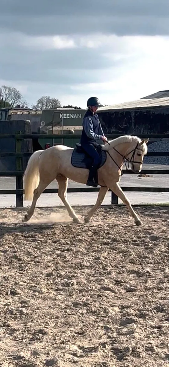 Eddie,6yo Lot 363 Goresbridge,May 7th… - Image 1