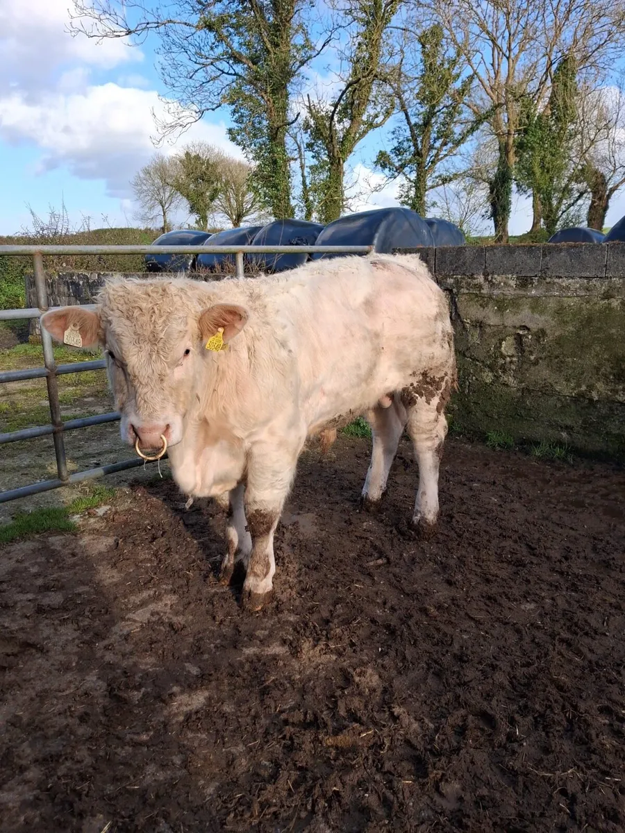 5 Star Charolais Bull for sale - Image 1
