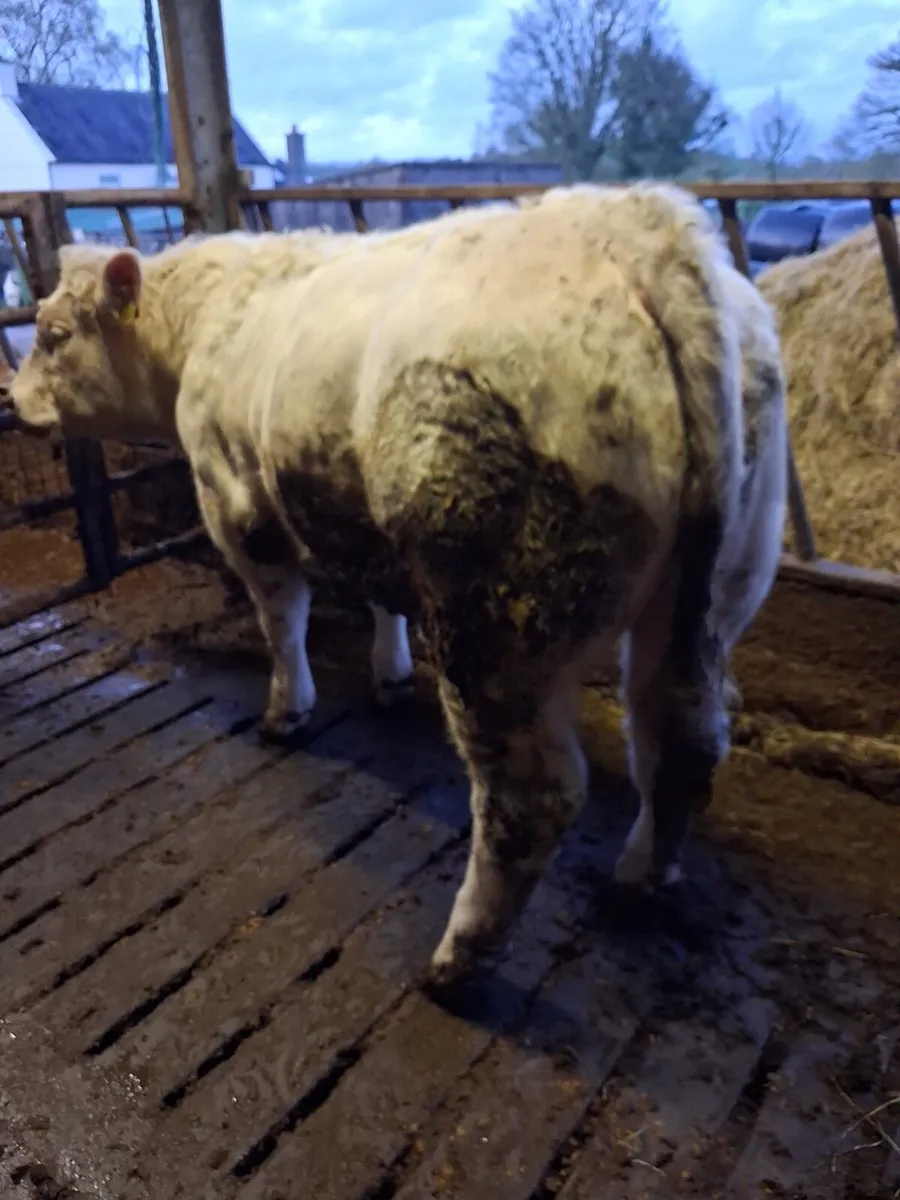 5 Star Charolais Bull for sale - Image 2
