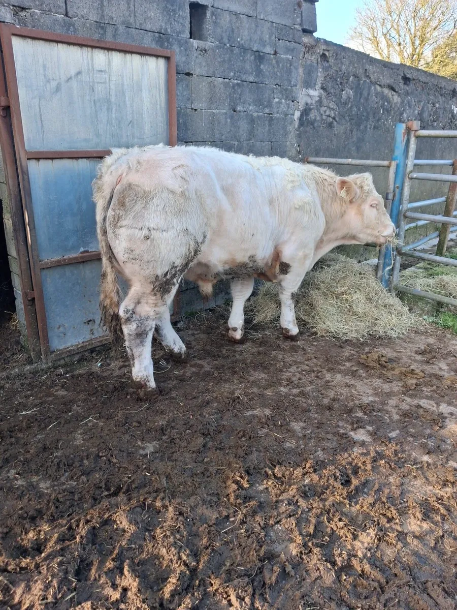 5 Star Charolais Bull for sale - Image 3