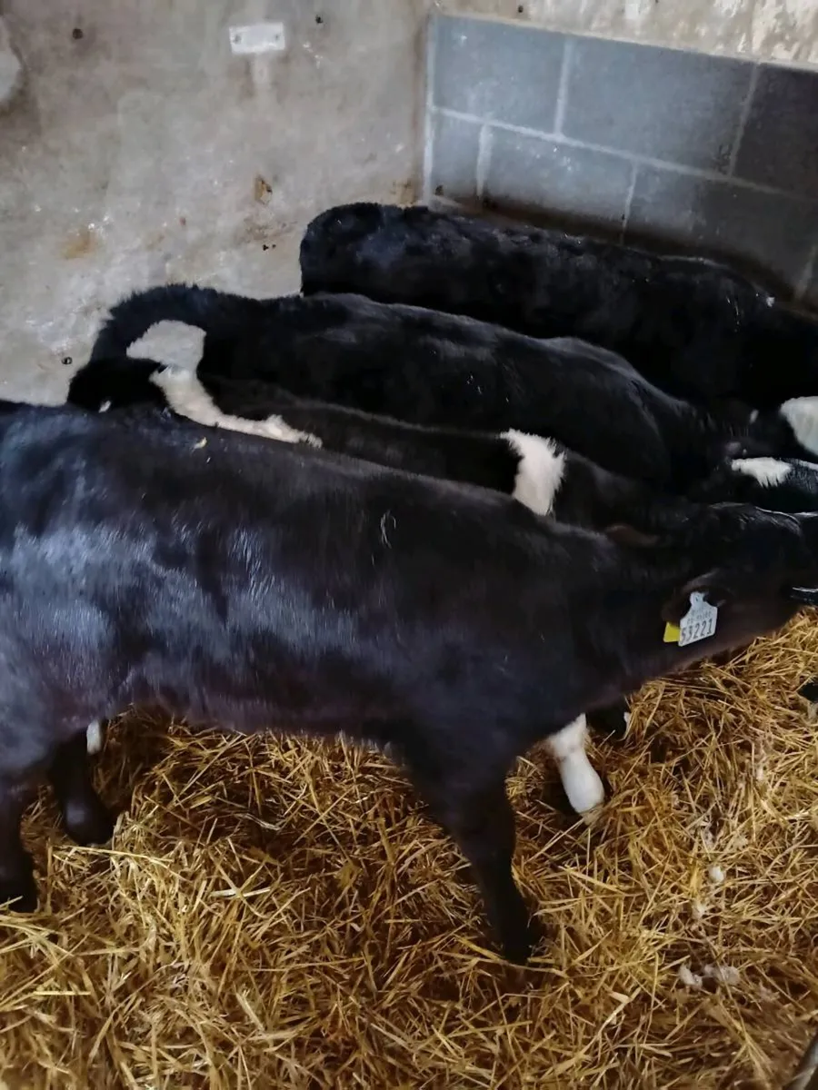 Aberdeen Angus  Hereford calves - Image 2