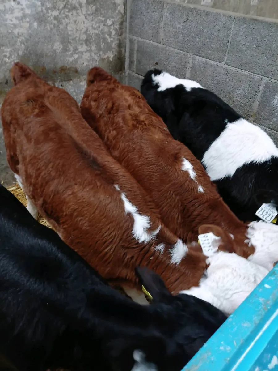 Aberdeen Angus  Hereford calves - Image 3
