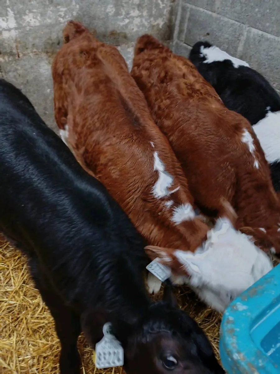 Aberdeen Angus  Hereford calves - Image 4