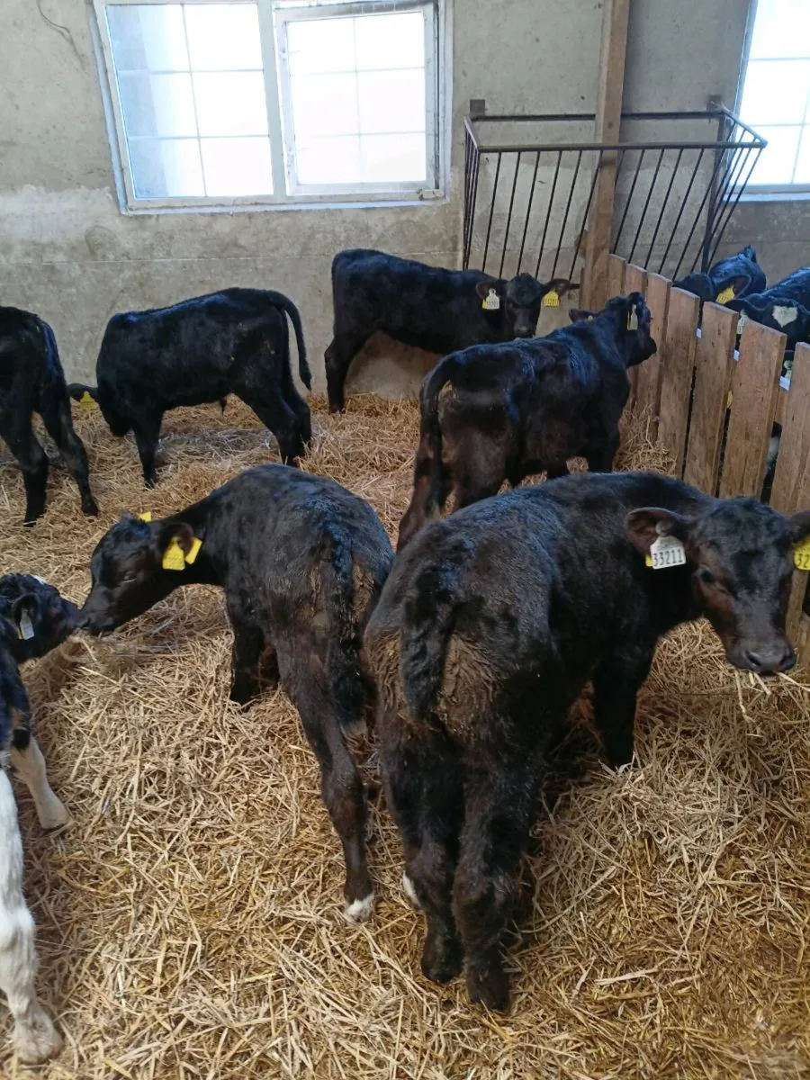 Aberdeen Angus  Hereford calves - Image 1