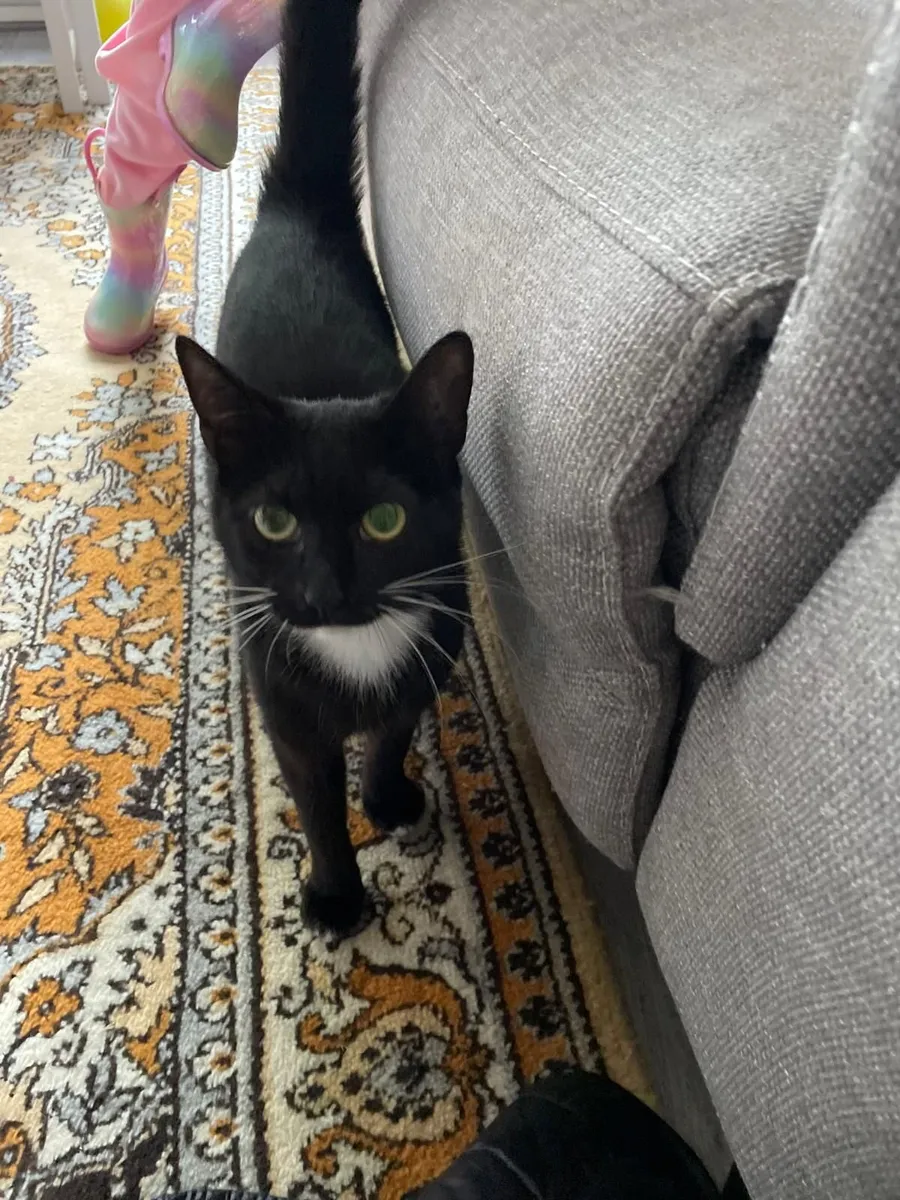 Cat - Image 2