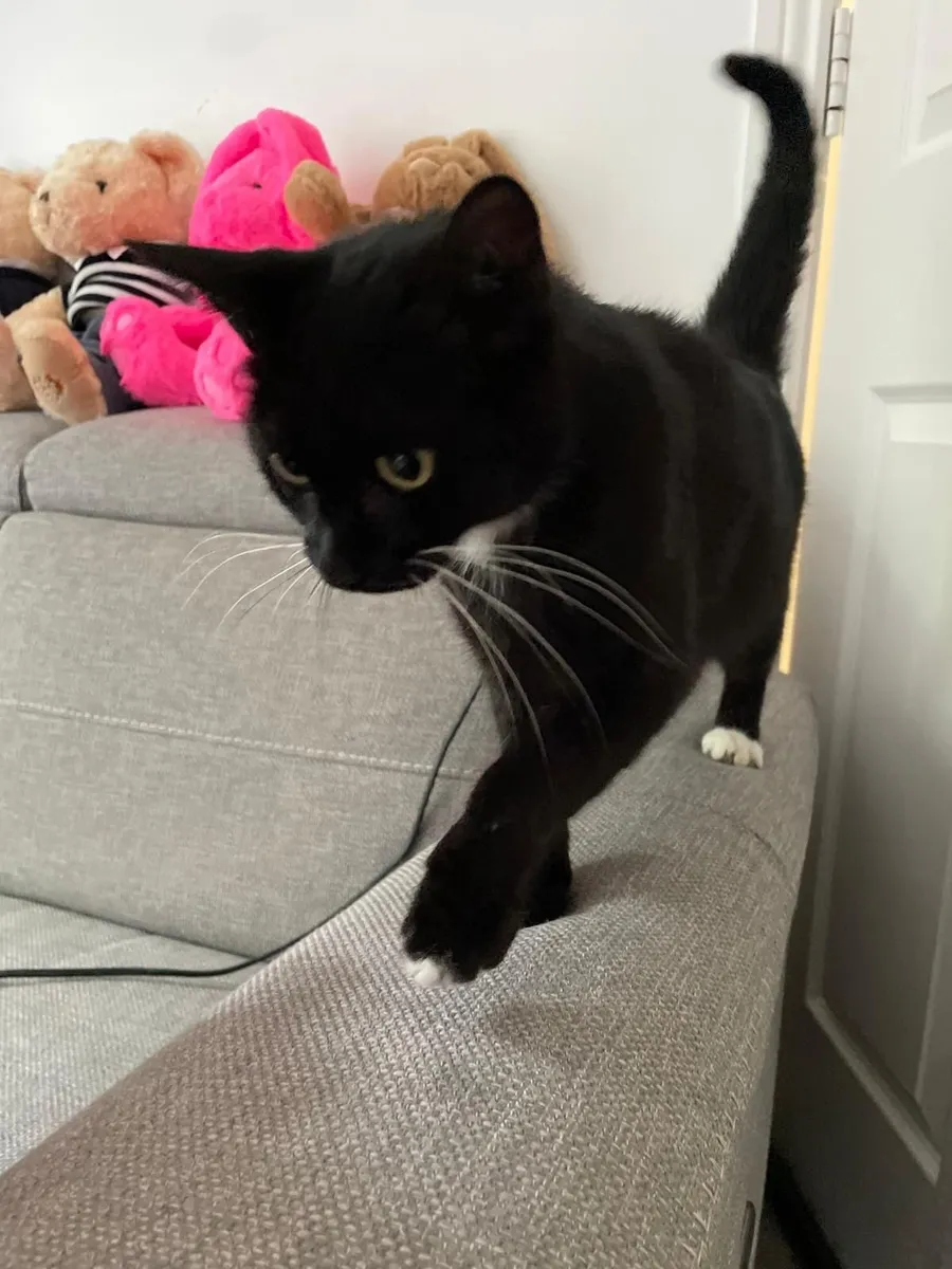 Cat - Image 3
