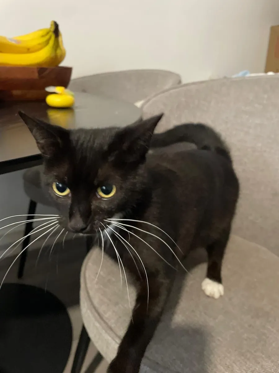 Cat - Image 4