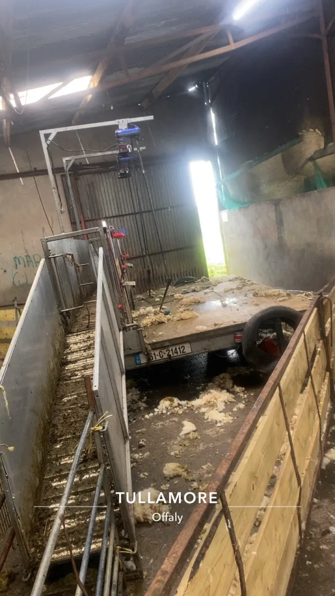 Sheep shearing all Ireland - Image 3