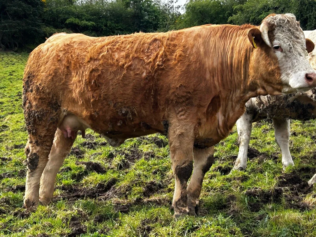 Super In-Calf Heifer - Image 4