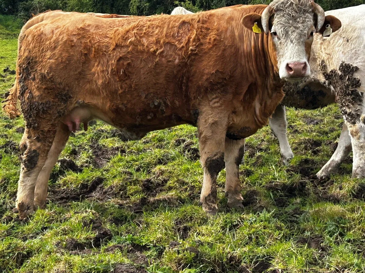 Super In-Calf Heifer - Image 2