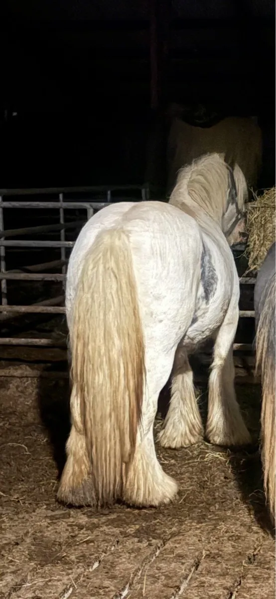 3 year old filly - Image 3