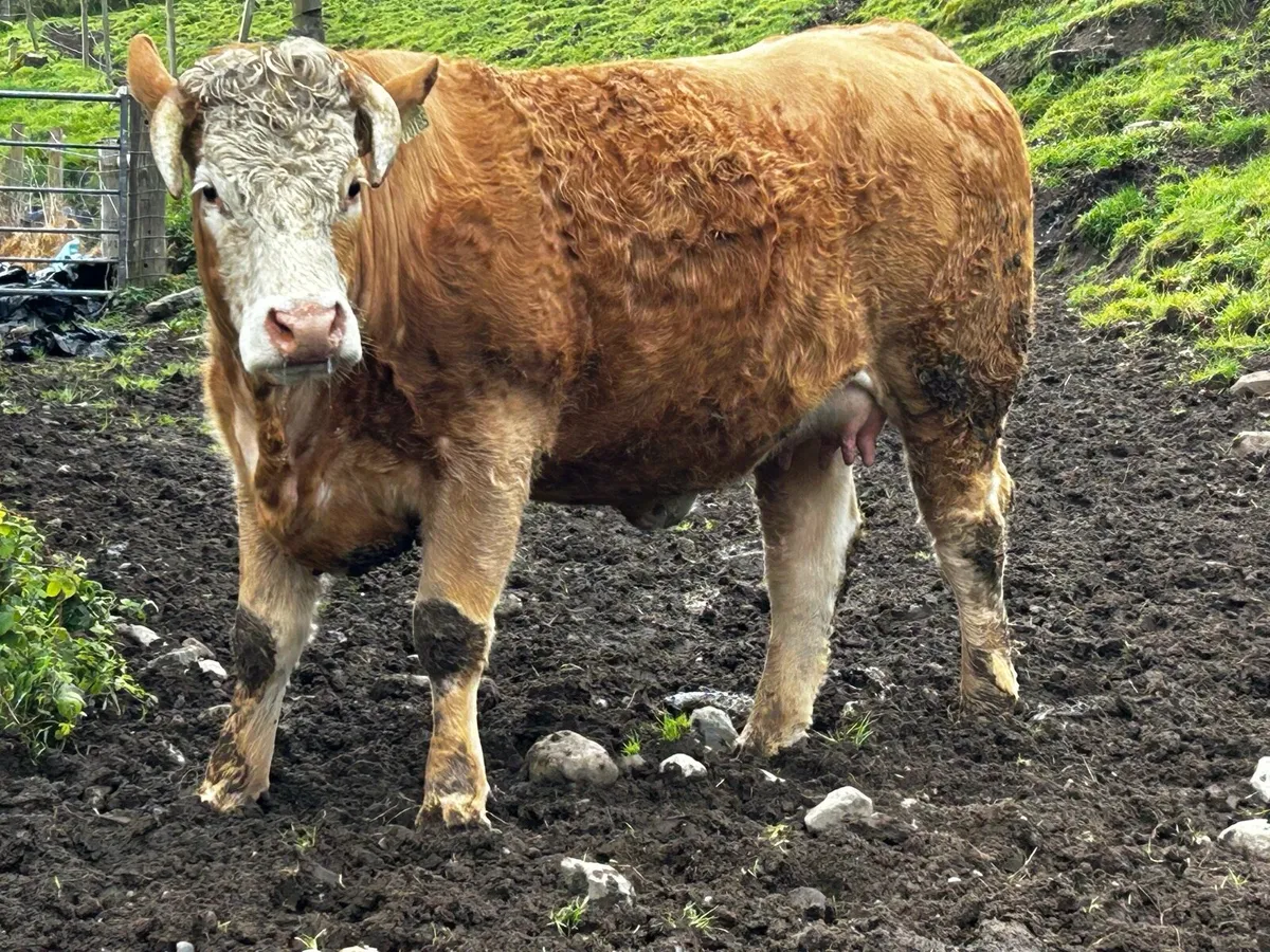 Super In-Calf Heifer - Image 3